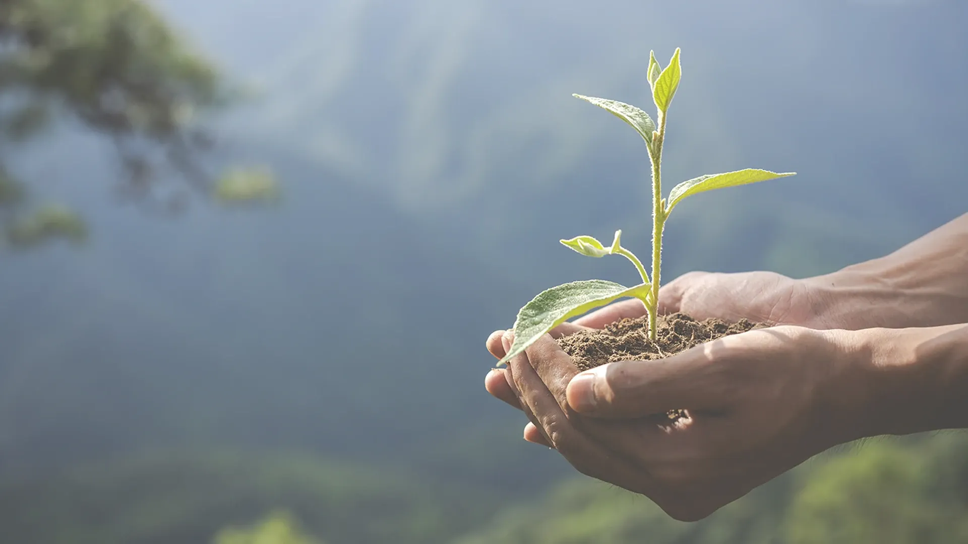Persona con una planta acunada entre sus manos a modo de maceta.